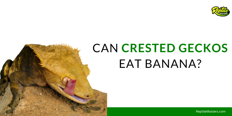 can-crested-geckos-eat-banana