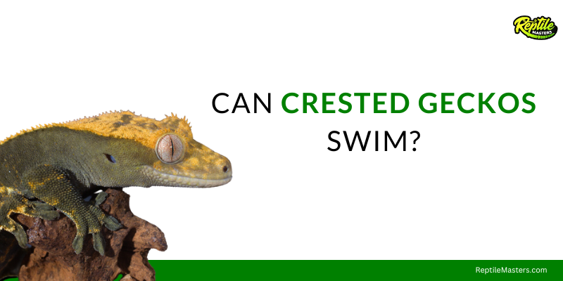 can-crested-geckos-swim