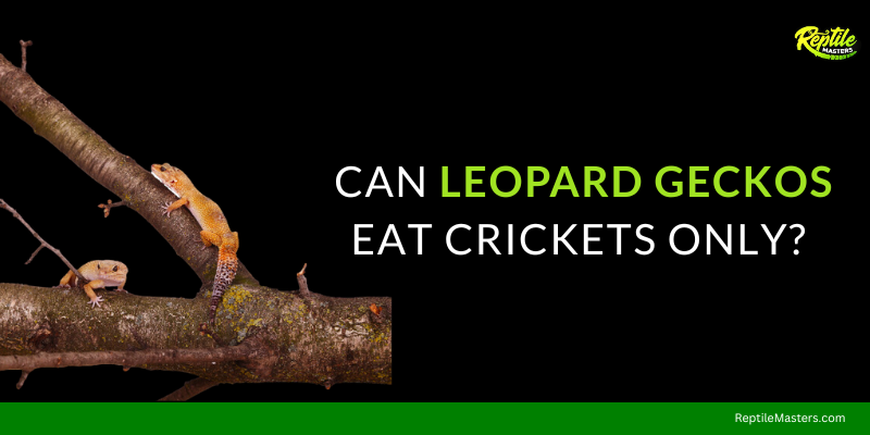 can-leopard-geckos-eat-crickets-only