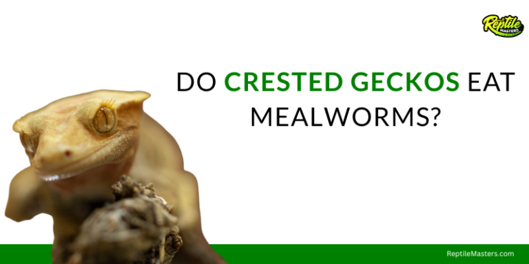 Do Crested Geckos Eat Mealworms? – Complete Guide On Food