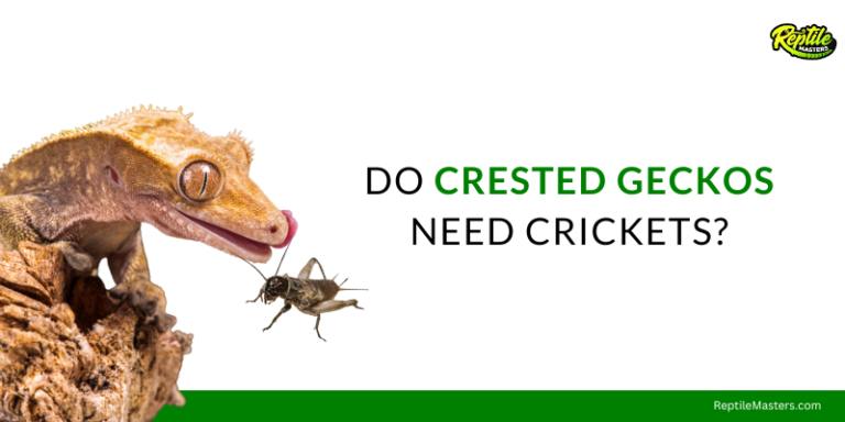 Do Crested Geckos Need Crickets? Best Pros & Cons Included!