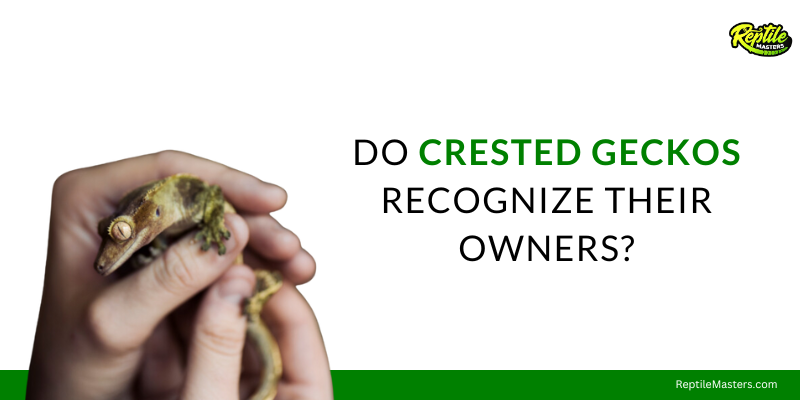 do-crested-geckos-recognize-their-owners