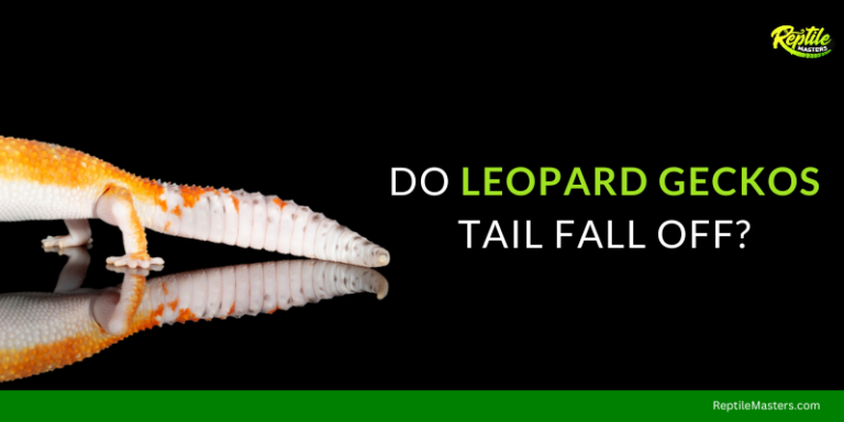 Do Leopard Geckos Tails Fall Off? – A Shocking Discovery