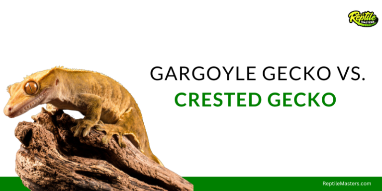 gargoyle-gecko-vs.-crested-gecko