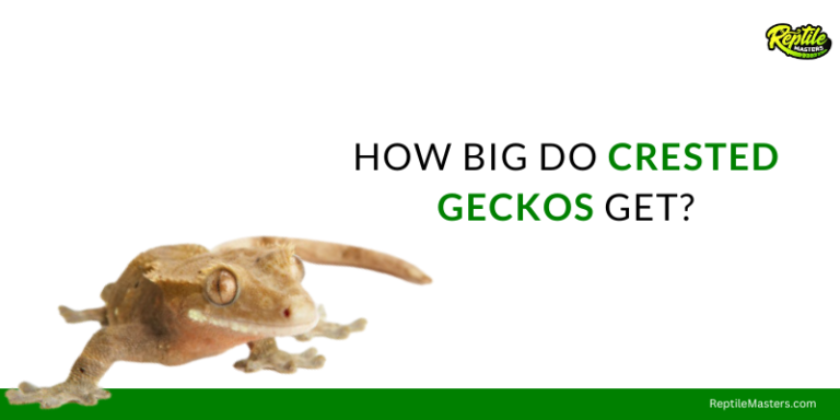 How Big Do Crested Geckos Get? – An Informative Guide