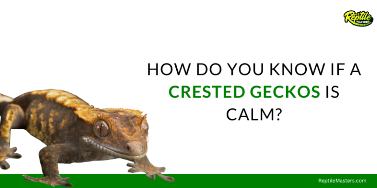 How Do You Know When Crested Geckos Are Calm? – 3 Signs To Look For