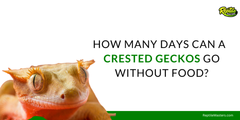 How Many Days Can A Crested Gecko Go Without Food? – 6 Signs To Be Aware Of