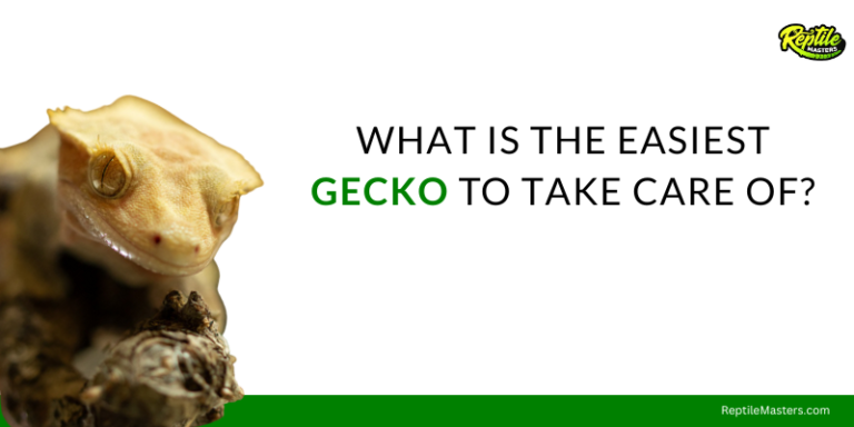 what-is-the-easiest-gecko-to-take-care-of?