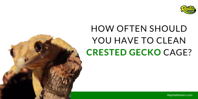 How Often Should You Have To Clean Crested Gecko Cage? – Essential Factors Included