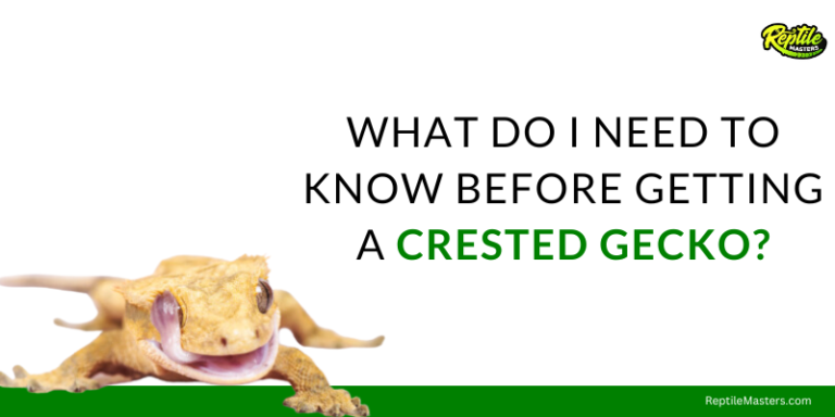 What Do I Need To Know Before Getting A Crested Gecko? – Beginner Guide