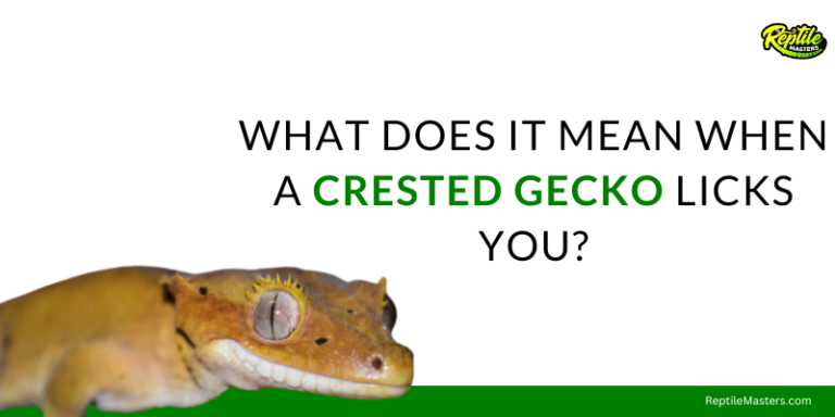 What Does It Mean When A Crested Gecko Licks You? – 3 Reasons Why