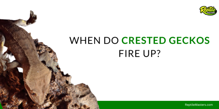 When Do Crested Geckos Fire Up? – Critical Understanding OfTemper & Behavior