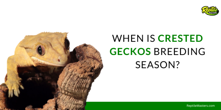 When Is Crested Geckos Breeding Season? – Comprehensive Guide On Breeding
