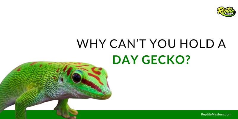 why-can't-you-hold-a-day-gecko