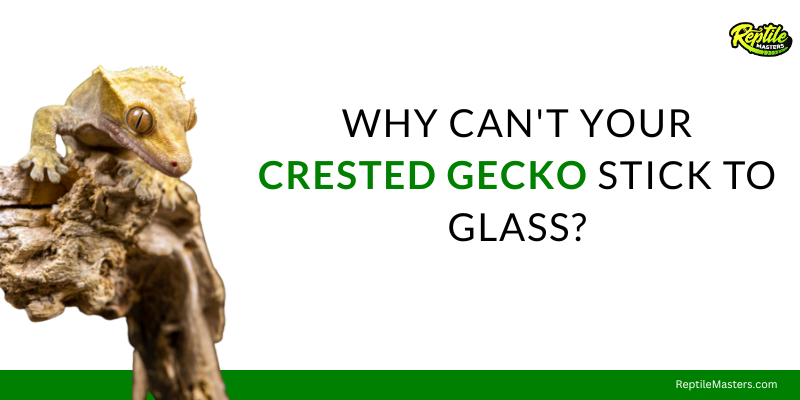why-can't-your-crested-gecko-stick-to-glass