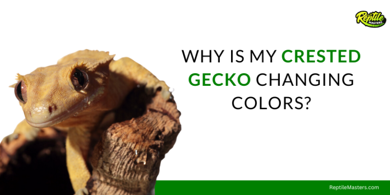 6 Reasons Why Your Crested Gecko Is Changing Colors
