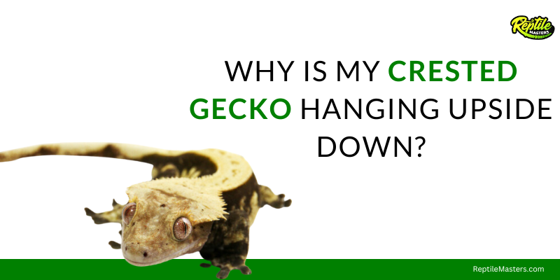 why-is-my-crested-gecko-hanging-upside-down