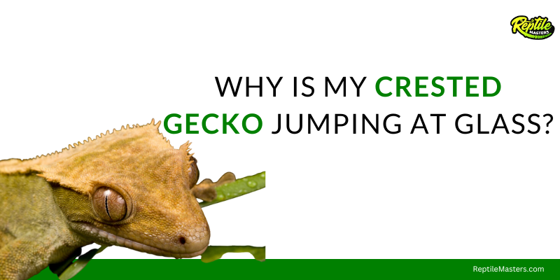 why-is-my-crested-gecko-jumping-at-glass