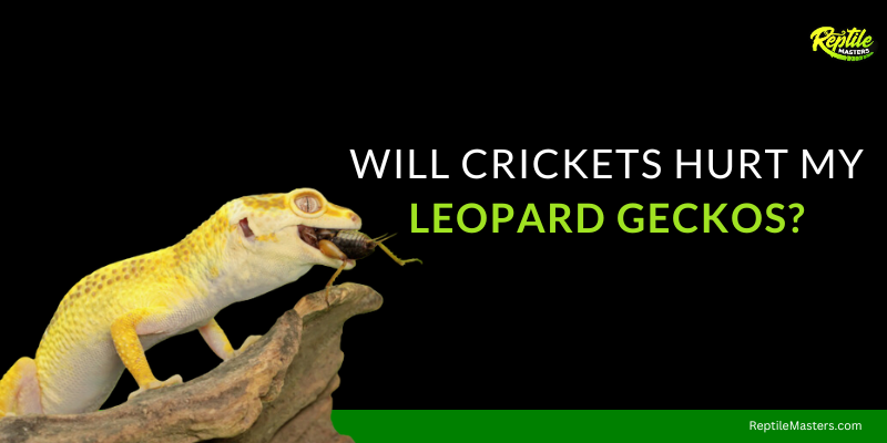 will-crickets-hurt-my-leopard-geckos
