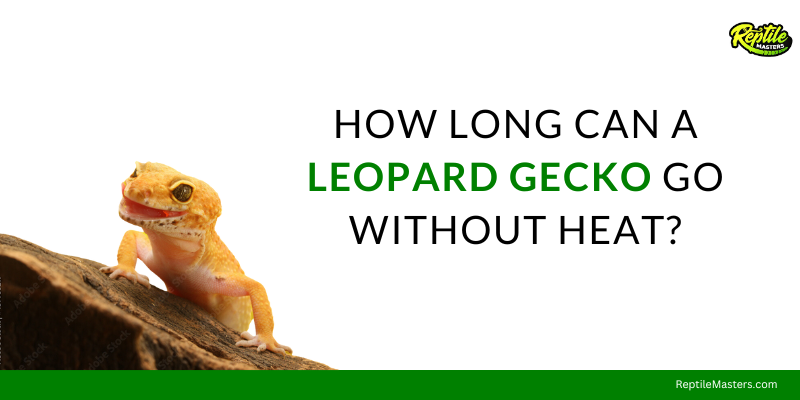 how-long-can-a-leoaprd-gecko-go-without-heat
