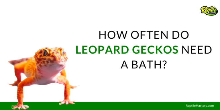 How Often Do Leopard Geckos Need A Bath?