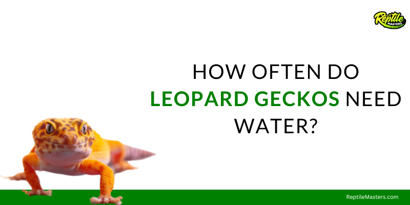 how-often-do-leopard-geckos-need-water