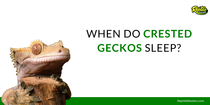 when-do-crested-geckos-sleep