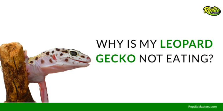 Why Is My Leopard Gecko Not Eating? – Complete Health Guide